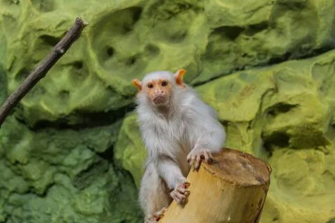 A small white monkey sits and looks into the camera 写真素材