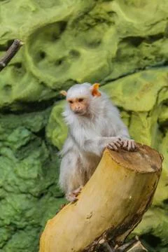 A small white monkey sits on a branch 写真素材