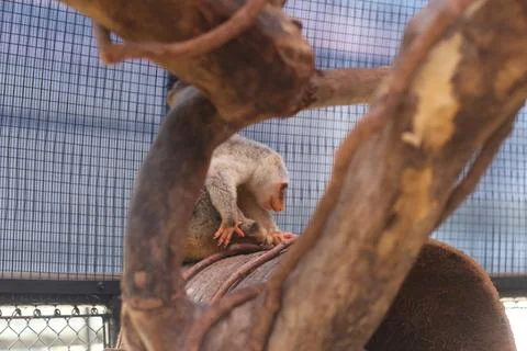 Small white monkey sits on a thick branch inside a fenced enclosure with nett Foto stock