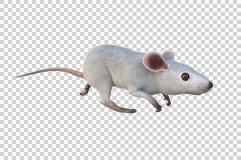 Small white mouse 3D illustration isolated on transparent background. Stock Illustration