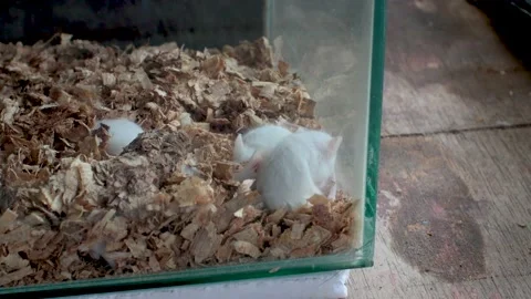 A small white mouse is in a glass cage Stock Footage 232667201