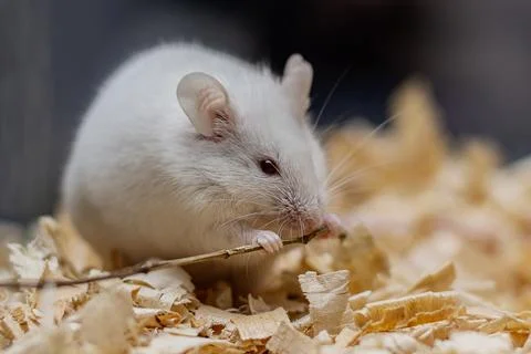 A small white mouse gnaws a branch. Close-up. 写真素材