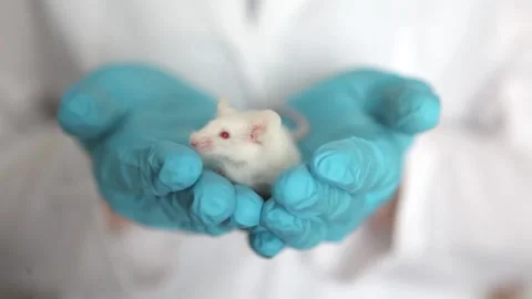 A small white mouse in the hand of a scientist in a blue rubber glove. Stock Footage 168665276