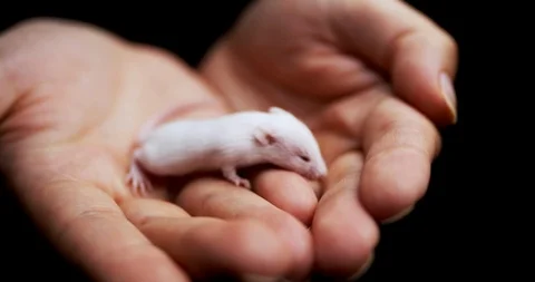 Small white mouse in the palms Stock Footage 113931186