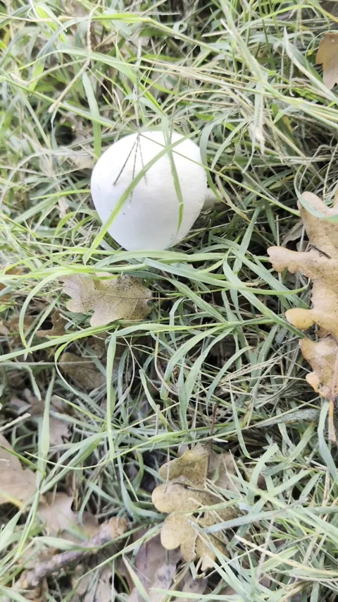 Small, white mushroom Stock Footage 347580460