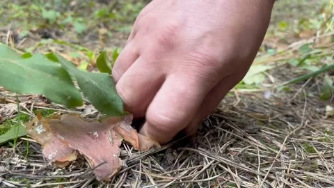 A small white mushroom in the forest. Video up close. Stock Footage 251540038