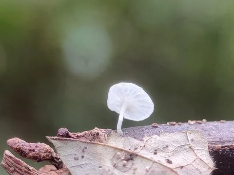 Small white mushroom on leaf forest. Fotos de archivo