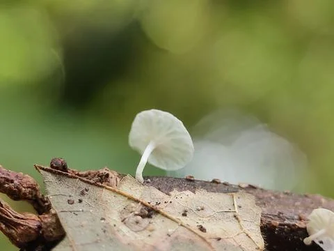 Small white mushroom on leaf log. Fotos Stock