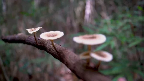 Small White Mushrooms Growing on Forest Branch, Close-Up Macro Shot Stock Footage 335887315
