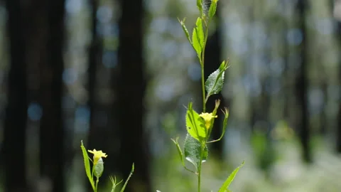 Small white Native Flower, Native Australian Bush, South Australia Stock Footage 235978820
