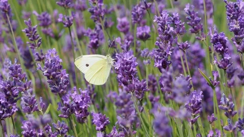 Small white or cabbage butterfly (Pieris rapae ) on lavender Stock Footage 93801279