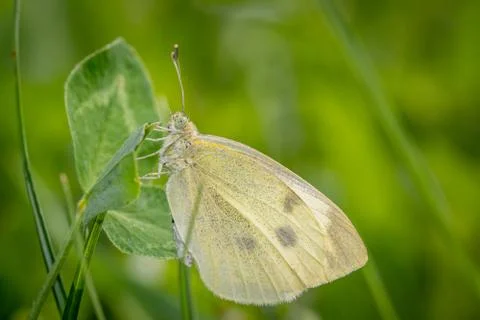 Small white or cabbage white butterfly (Pieris rapae) on Red clover (Trifoliu Stock Photos