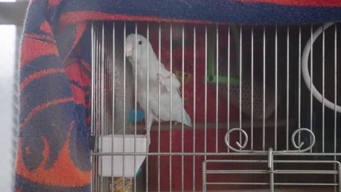 Small White Parrot In Cage. Captivated Bird As Pet. close up Video stock 150348705