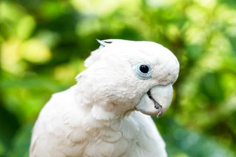 A small white parrot in the foreground in a thick forest Stock Photos