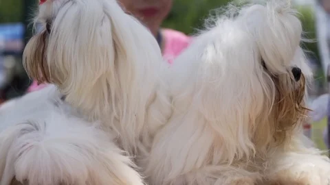 Small white Pekingese dog Stock Footage 107191554