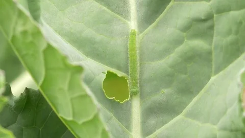 Small white Pieris rapae caterpilars feed singly on brassicas Video stock 82658366