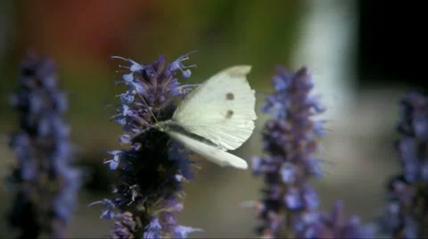 Small White (Pieris rapae) Stock Footage 886613
