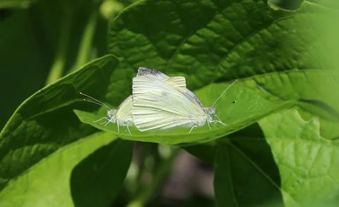 Small white - Pieris rapae Stock Photos