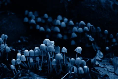 Small white poisonous toadstools in a trendy classic blue tone. Stockfoto's