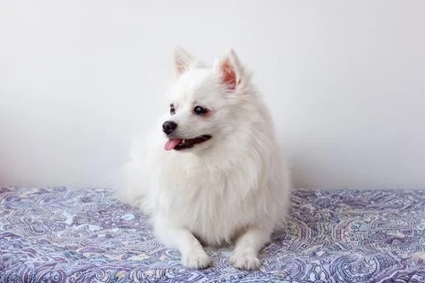 A small white Pomeranian dog with its tongue hanging out is lying on the mat Stock Photos