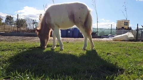 Small white pony eating grass Stock Footage 83245660