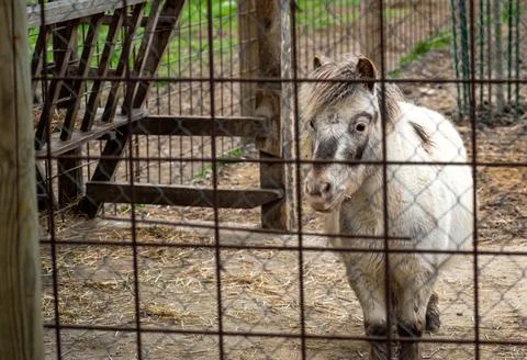 Small white pony standing alone behind fence in quiet outdoor setting with .. Stock Photos