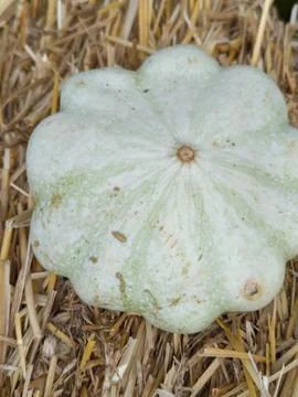 A small white pumpkin of unusual shape Stock Photos