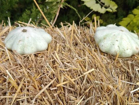 Small white pumpkins Stock Photos