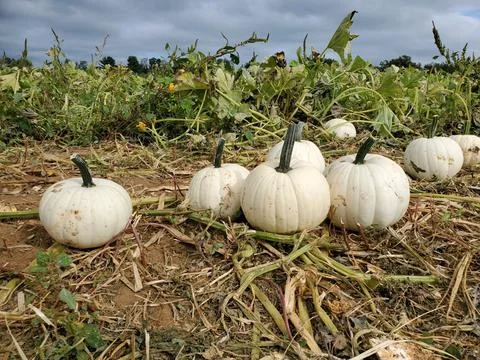 Small white pumpkins in a pumpkin patch Stock Photos