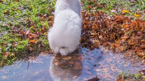Small white puppy is drinking water in Stock Video Pond5