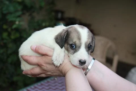 Small white puppy Stock Photos