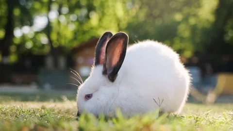 A small white rabbit with black ears on the lawn eats grass Stock Footage 115943390