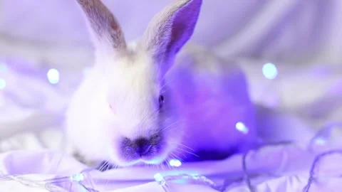 Small white rabbit with blue Christmas lights. Closeup. Selective focus. Stock Footage 224913272