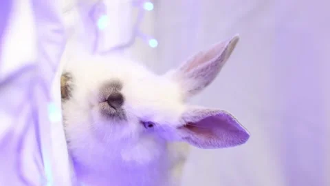 Small white rabbit with blue Christmas lights. Closeup. Selective focus. 4k Stock Footage 224915280