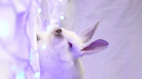 Small white rabbit with blue Christmas lights. Selective focus. Vertical 4k Stock Footage 225845201
