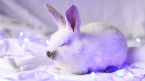 Small white rabbit with Christmas lights. Closeup. Selective focus. Stock Footage 225089105