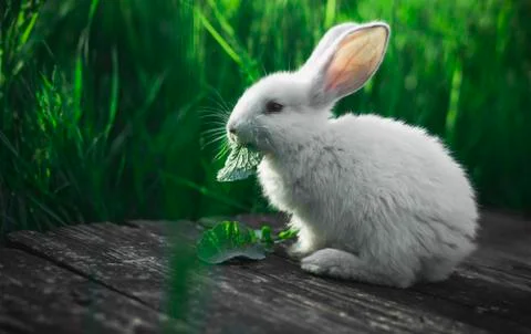 Small white rabbit eating a leaf sitting on a wooden board against a backgrou Stock Photos