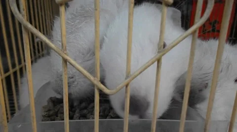 The small white rabbit eating at rest Stock Footage 47221307