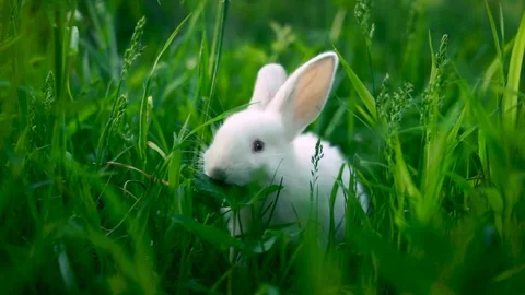 A small white rabbit eats a green leaf on a juicy grass background. Stock Footage 86291355
