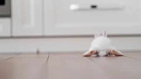 Small white rabbit exploring spacious kitchen, gentle and heartwarming 4K slow Stock Footage 326335031