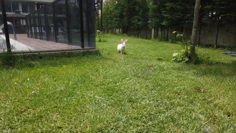 Small white rabbit or hare with fluffy hair on green grass. Summer sunny day. Stock Footage 136588986