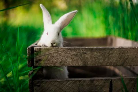 A small white rabbit peeks out of a wooden box in the garden against the back Stock Photos
