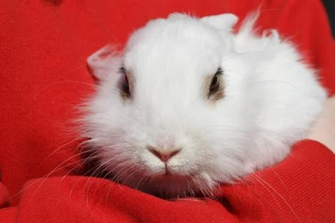 Small white rabbit Stock Photos