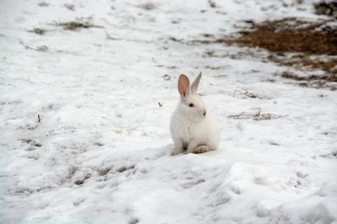 A small white rabbit runs through the snow in the forest. Stock Photos