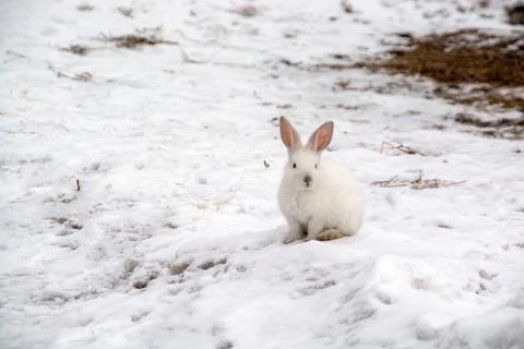 A small white rabbit runs through the snow in the forest. Stock Photos