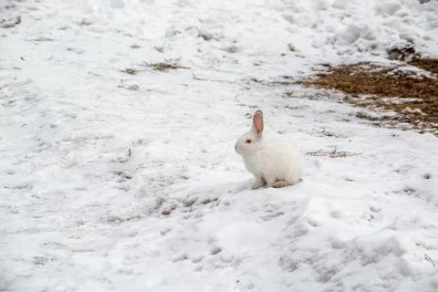 A small white rabbit runs through the snow in the forest. Stock Photos