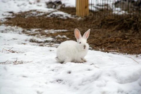 A small white rabbit runs through the snow in the forest. Stock Photos
