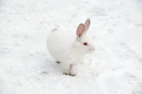 A small white rabbit runs through the snow in the forest. Stock Photos