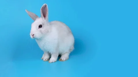 Small white rabbit sits sideways, looking to the camera and sniffing Stock Footage 71201539