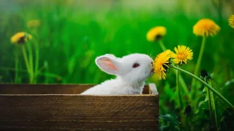 A small white rabbit is sitting in a box and eating a yellow dandelion, again Stock Photos